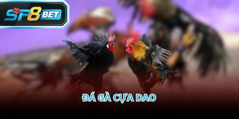 Đá gà cựa dao là hình thức thi đấu có tính đối kháng cao tại đá gà Thomo